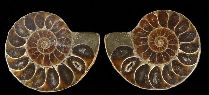 Small Desmoceras Ammonite Pair - #49819